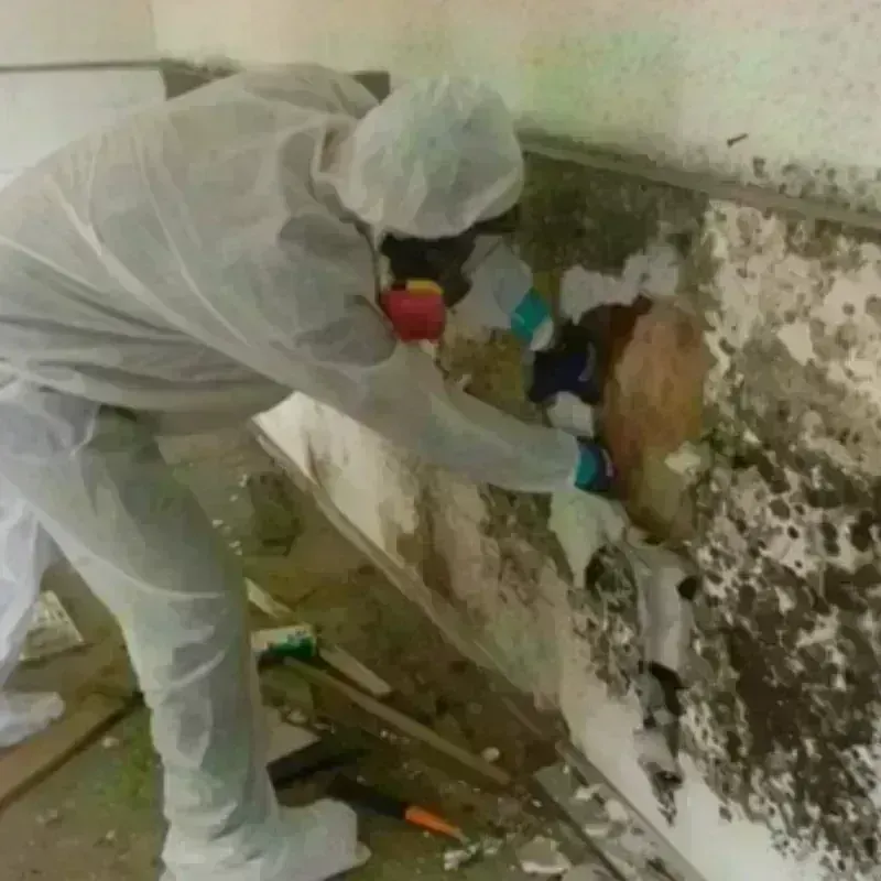 Mold Remediation and Removal in Evans, GA